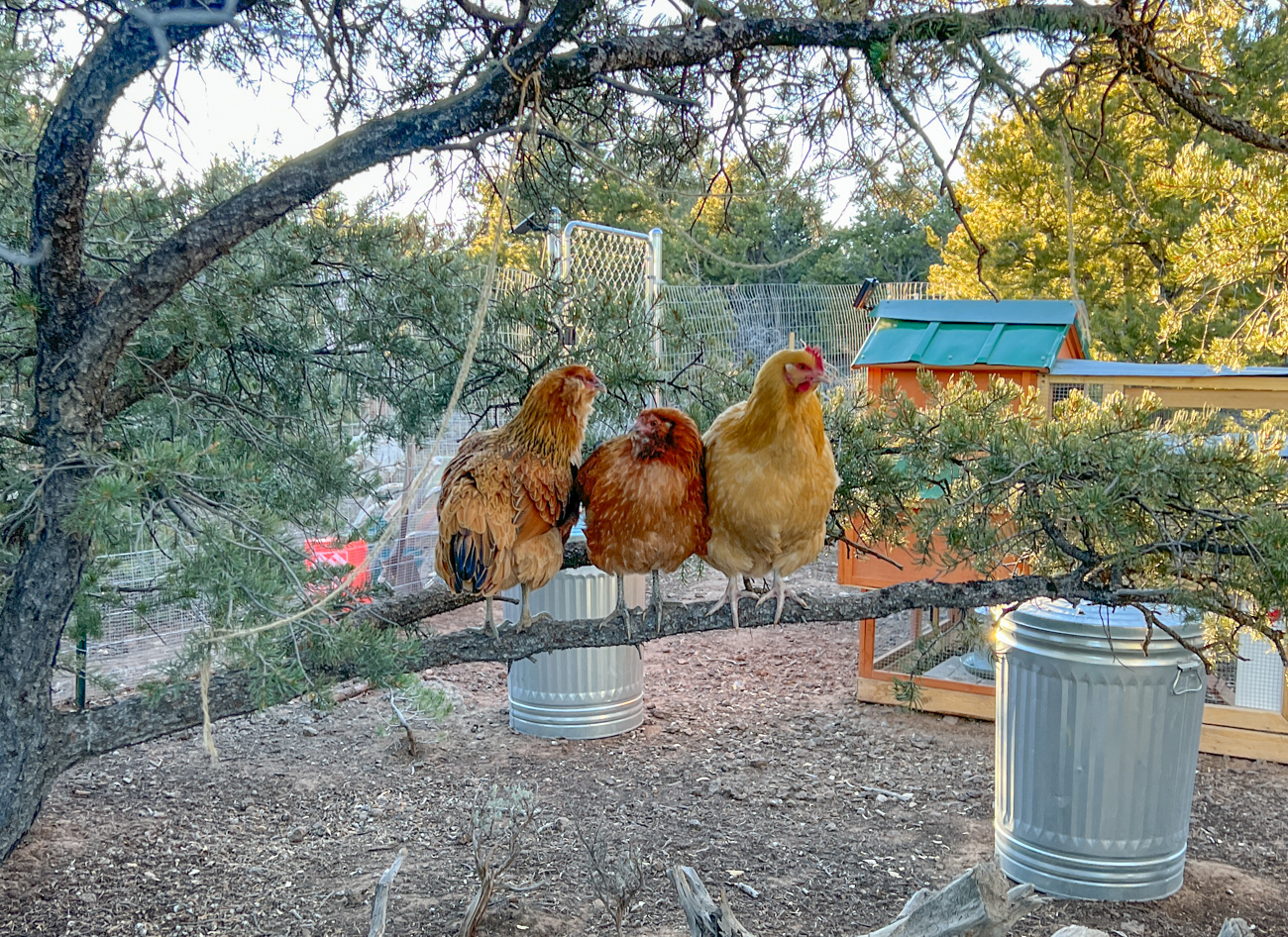 How much does it cost to raise chickens? — Spin the Globe Project